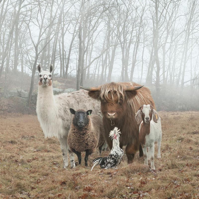 A lama, a sheep, a rooster, a goat and a highland cow standing in a slightly foggy field, perfectly arranged and staring into the camera.